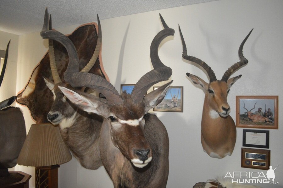 Kudu,  Waterbuck & Impala Shoulder Mount Taxidermy