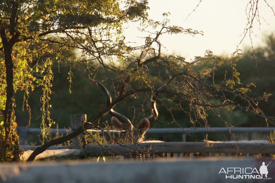 Kudu Wildlife Botswana