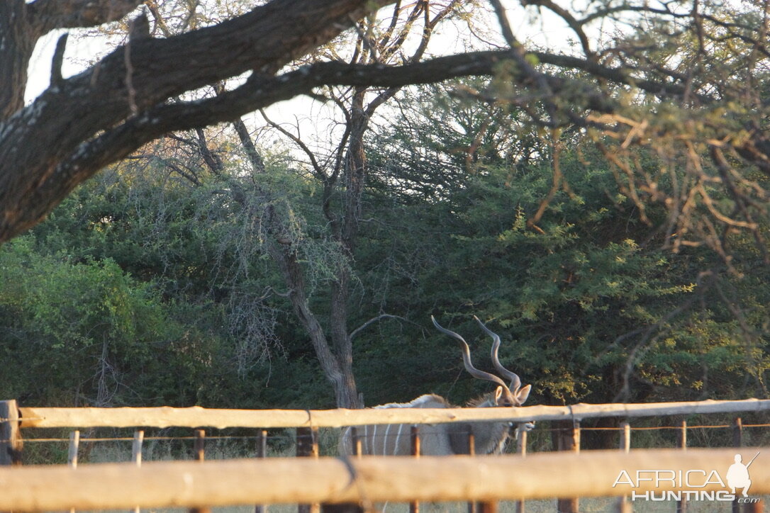 Kudu Wildlife Botswana