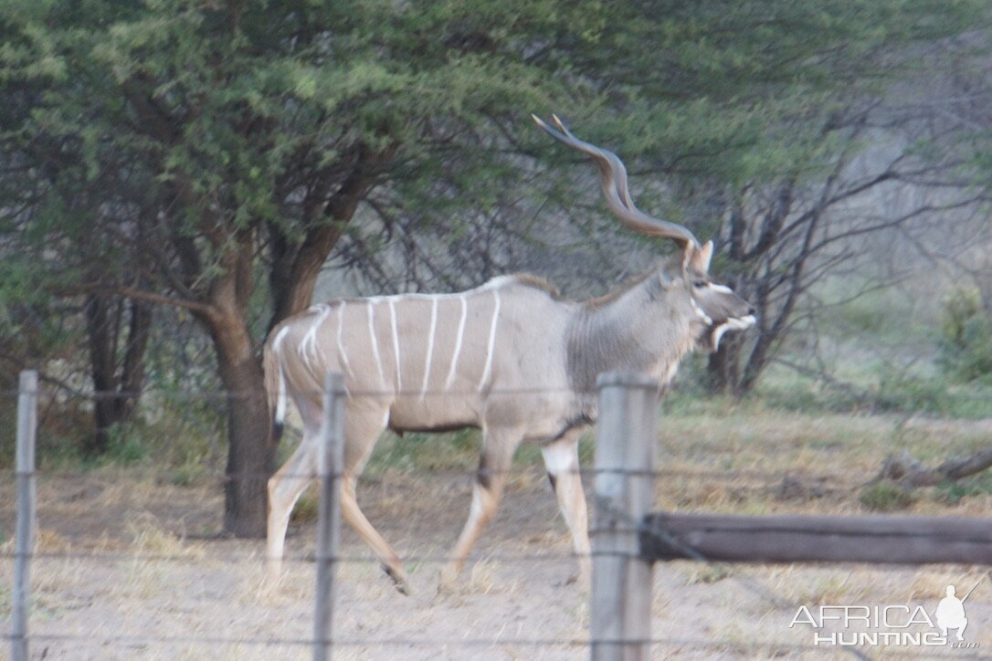 Kudu Wildlife Botswana