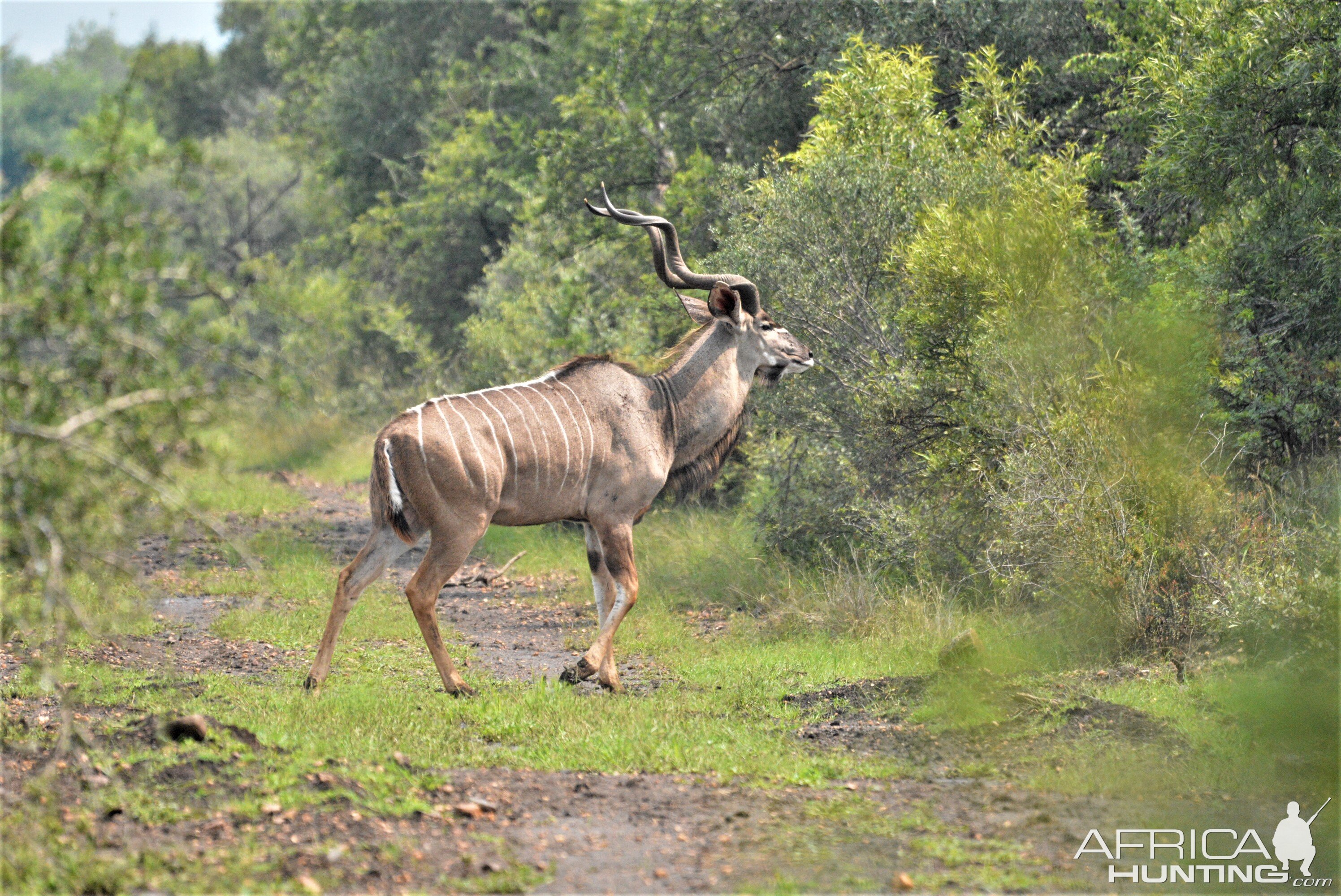 Kudu Wildlife North West Province South Africa