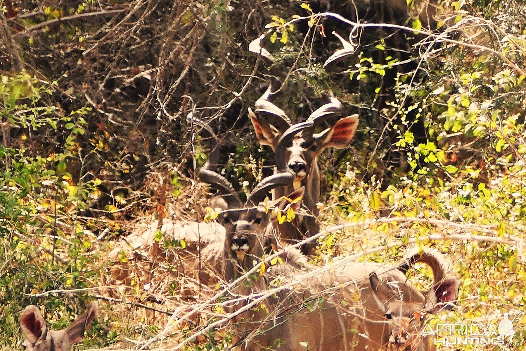 Kudu Zambia