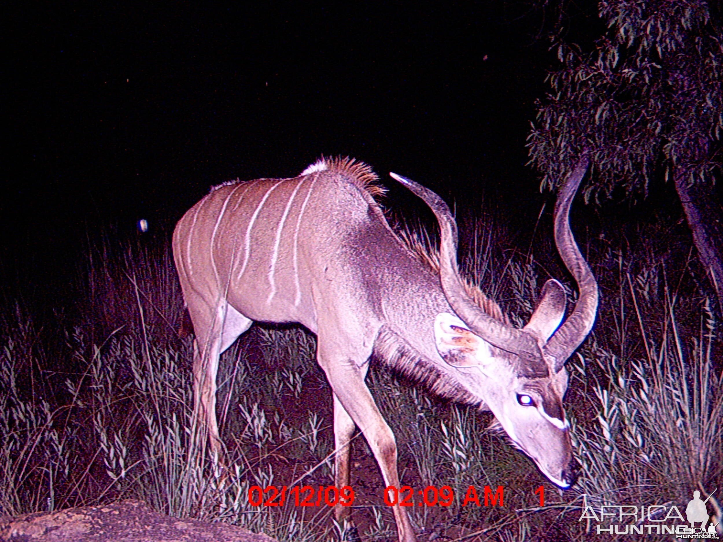 Kudu