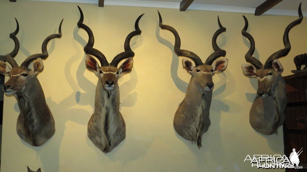 Kudu