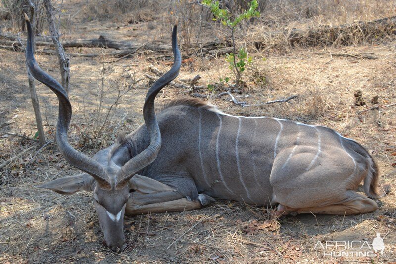 Kudu