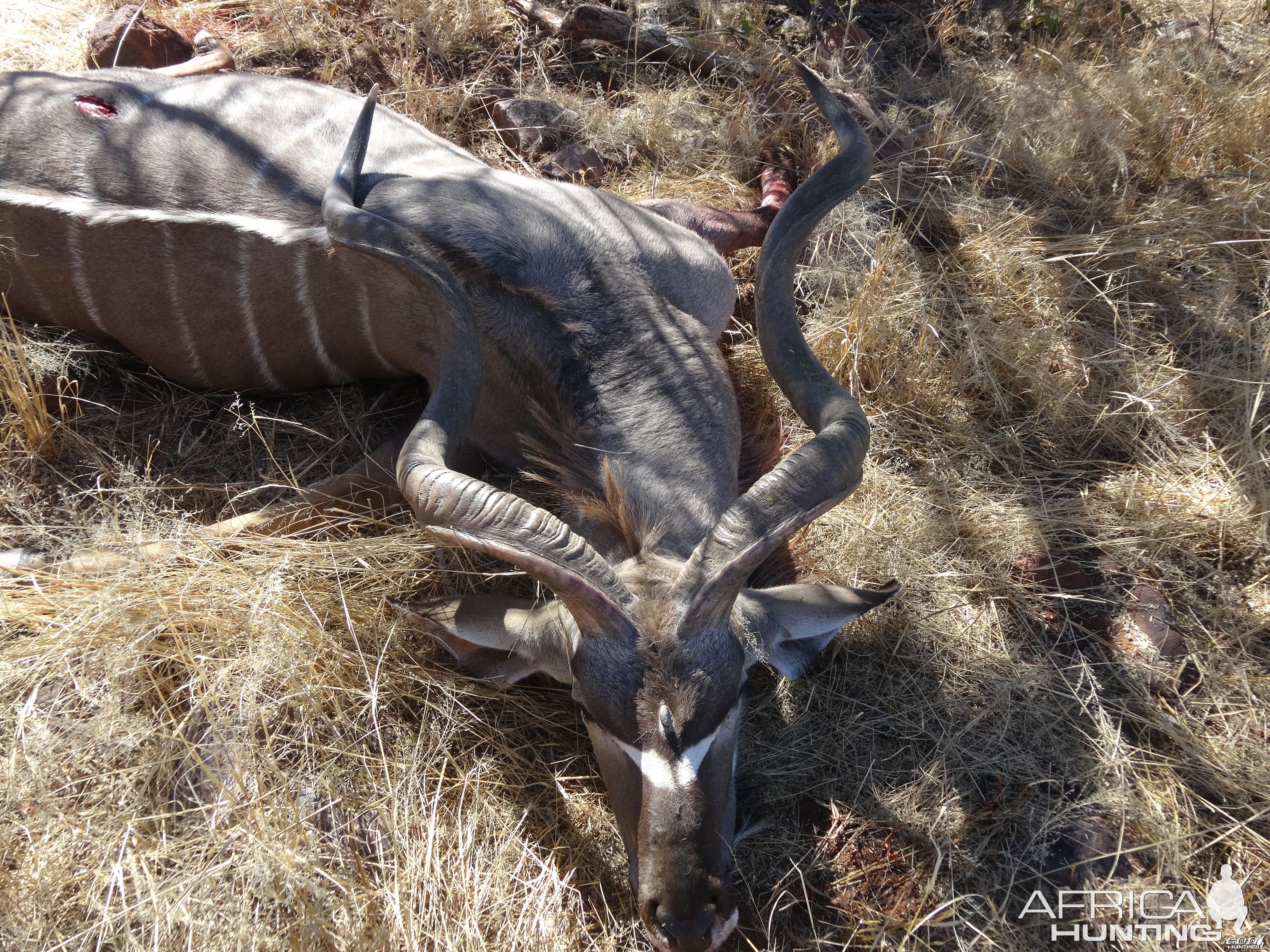 kudu