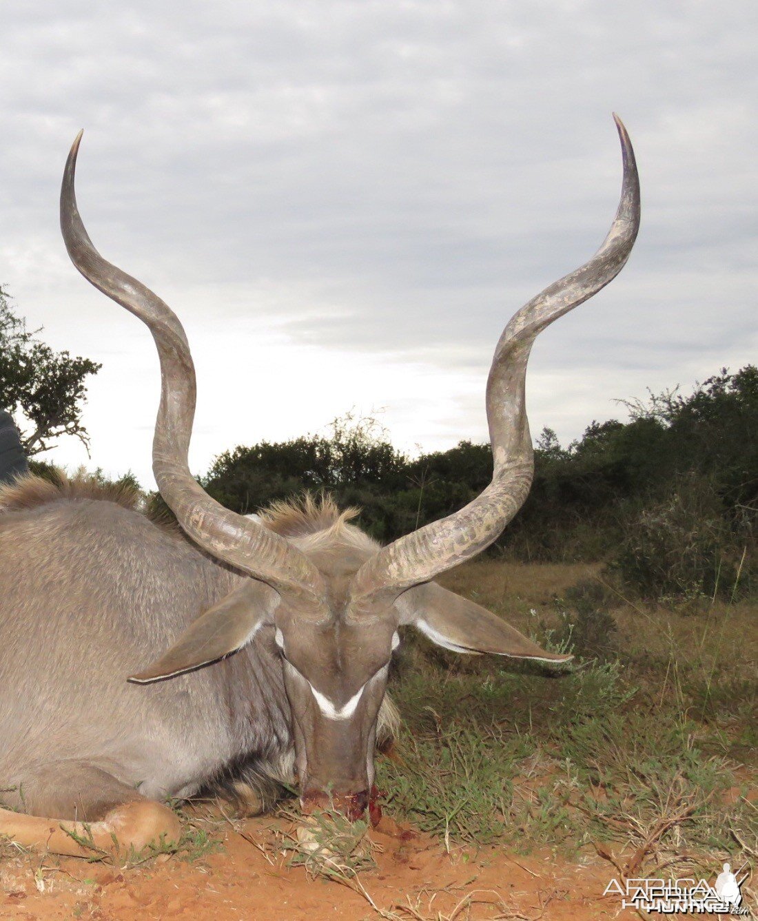 Kudu