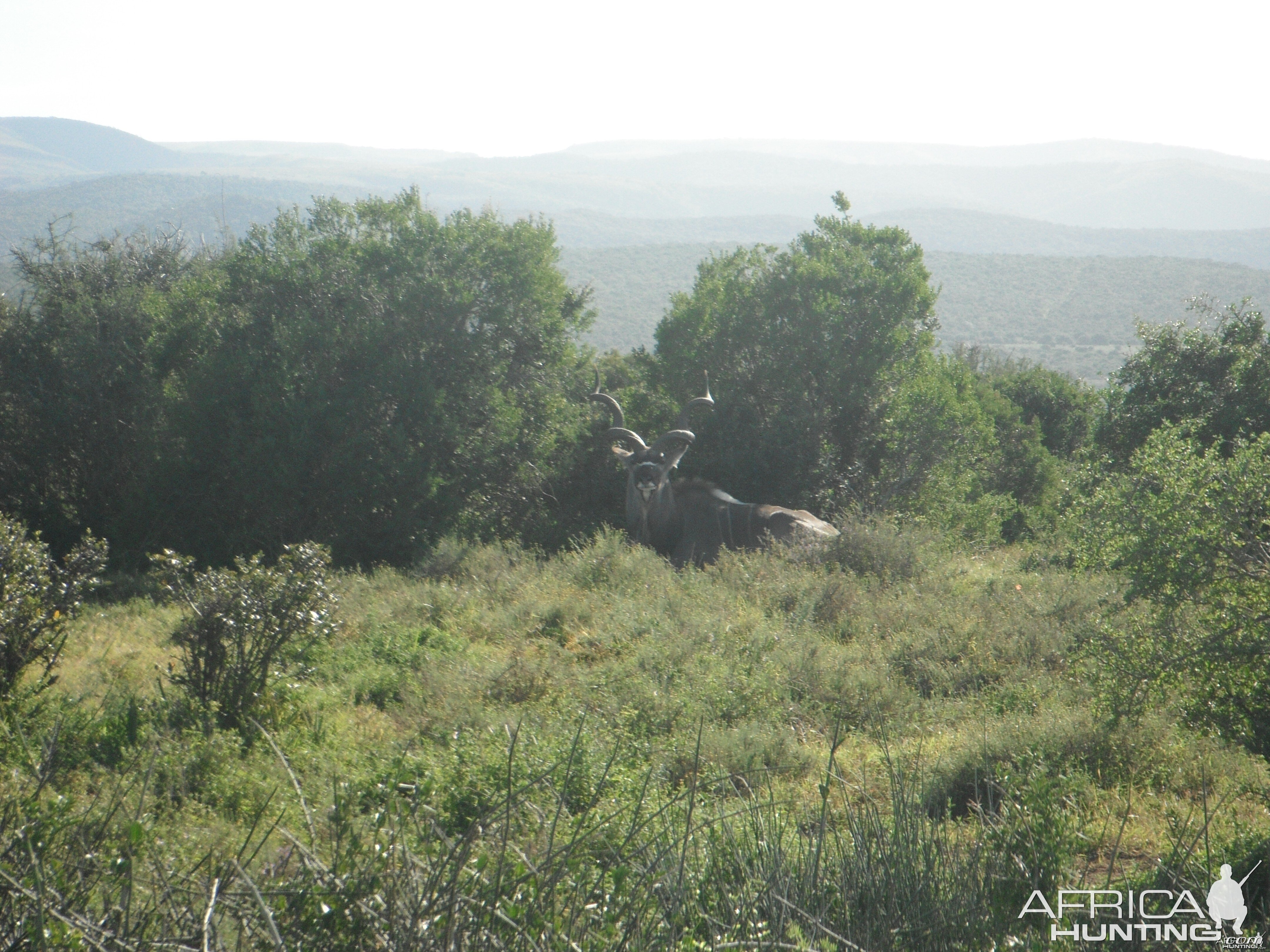 Kudu