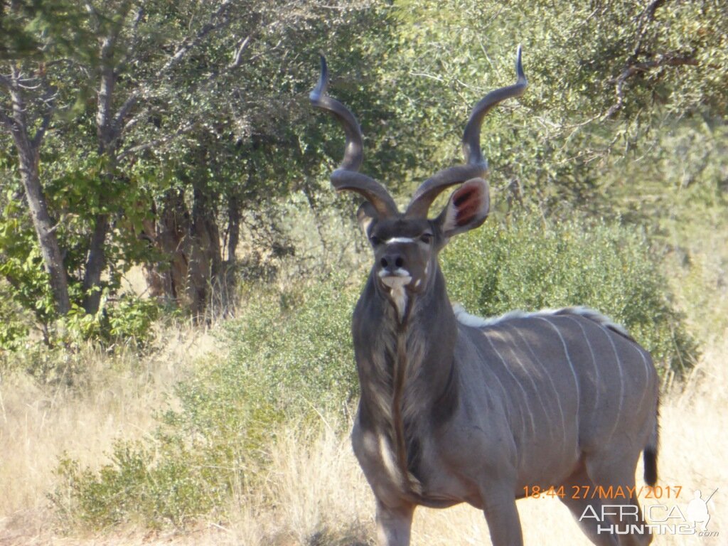 Kudu