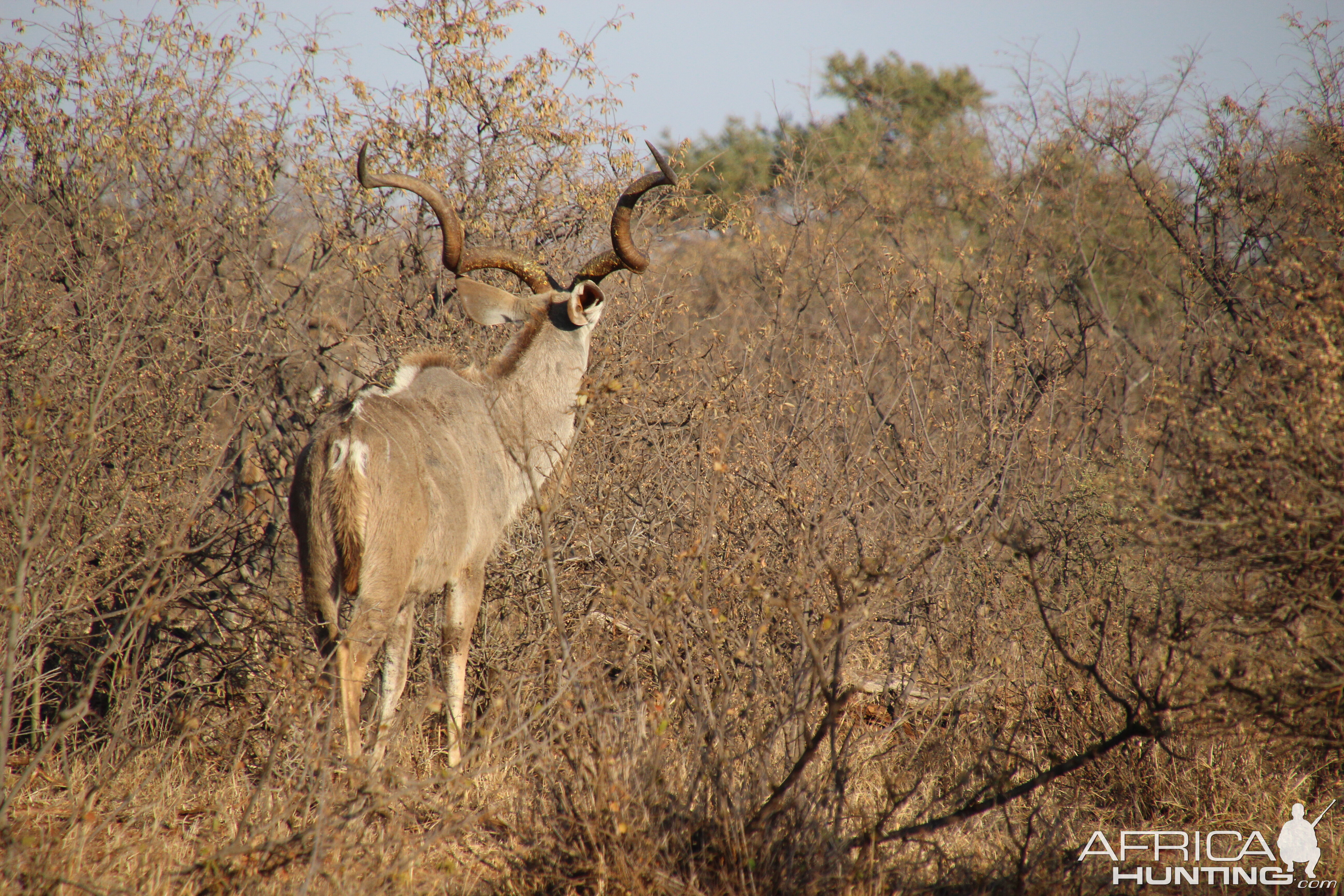 Kudu