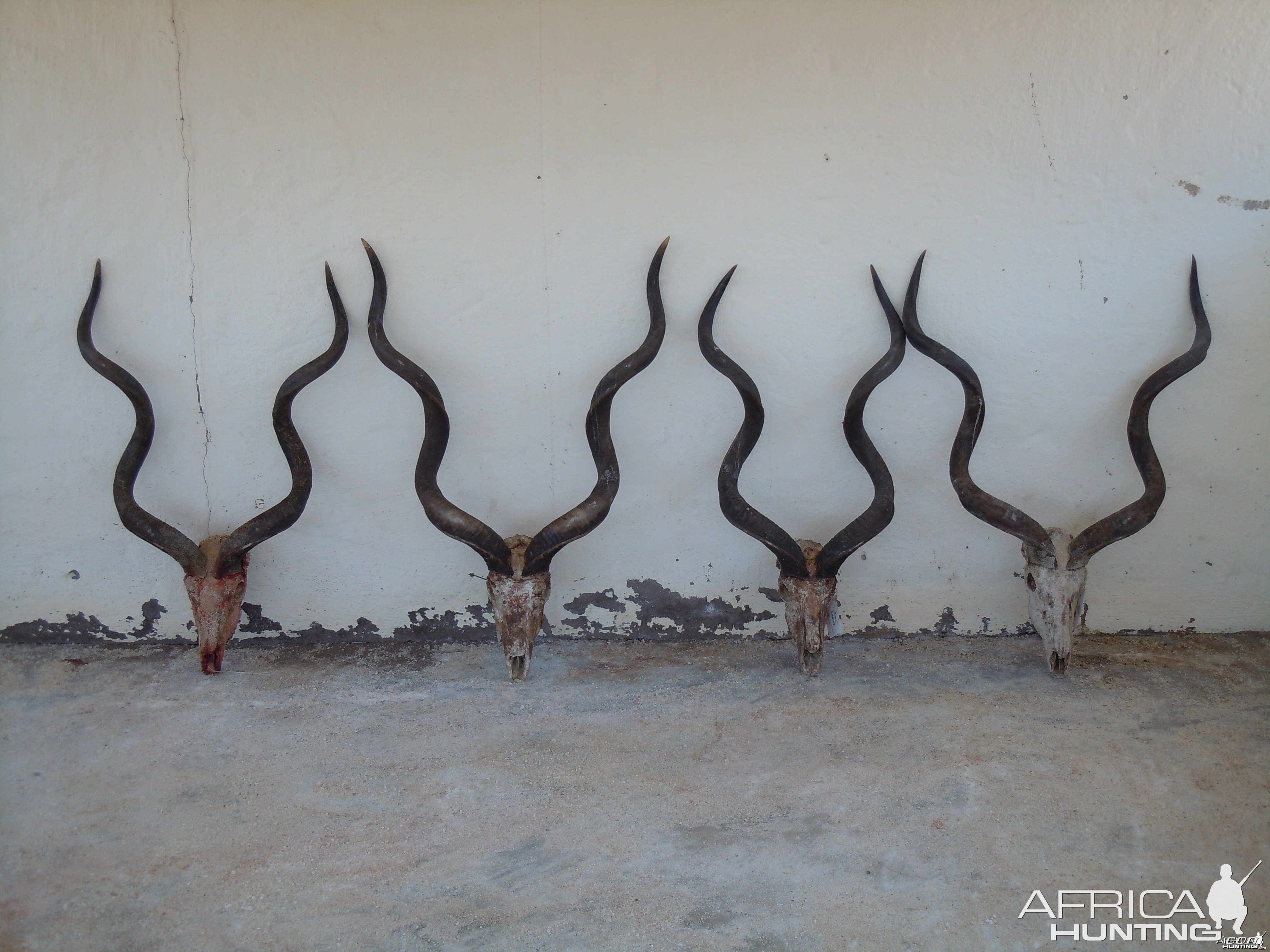 Kudus all within 1/4" of 54 inches