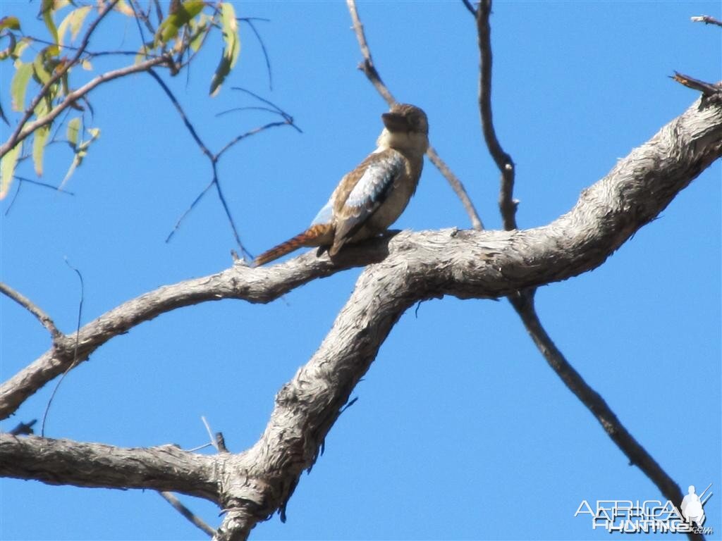 Kukabara sitting in the old gum tree