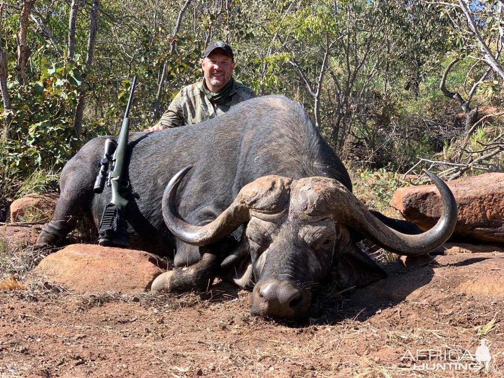 Kwalata safaris Cape buffalo 2022