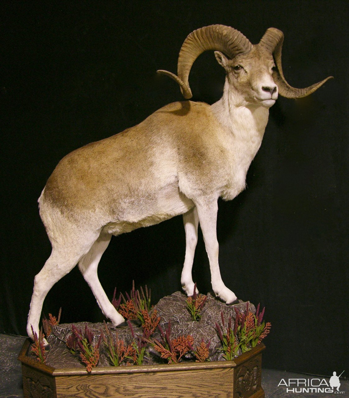 Kyrgyzstan Marco Polo Full Mount Taxidermy