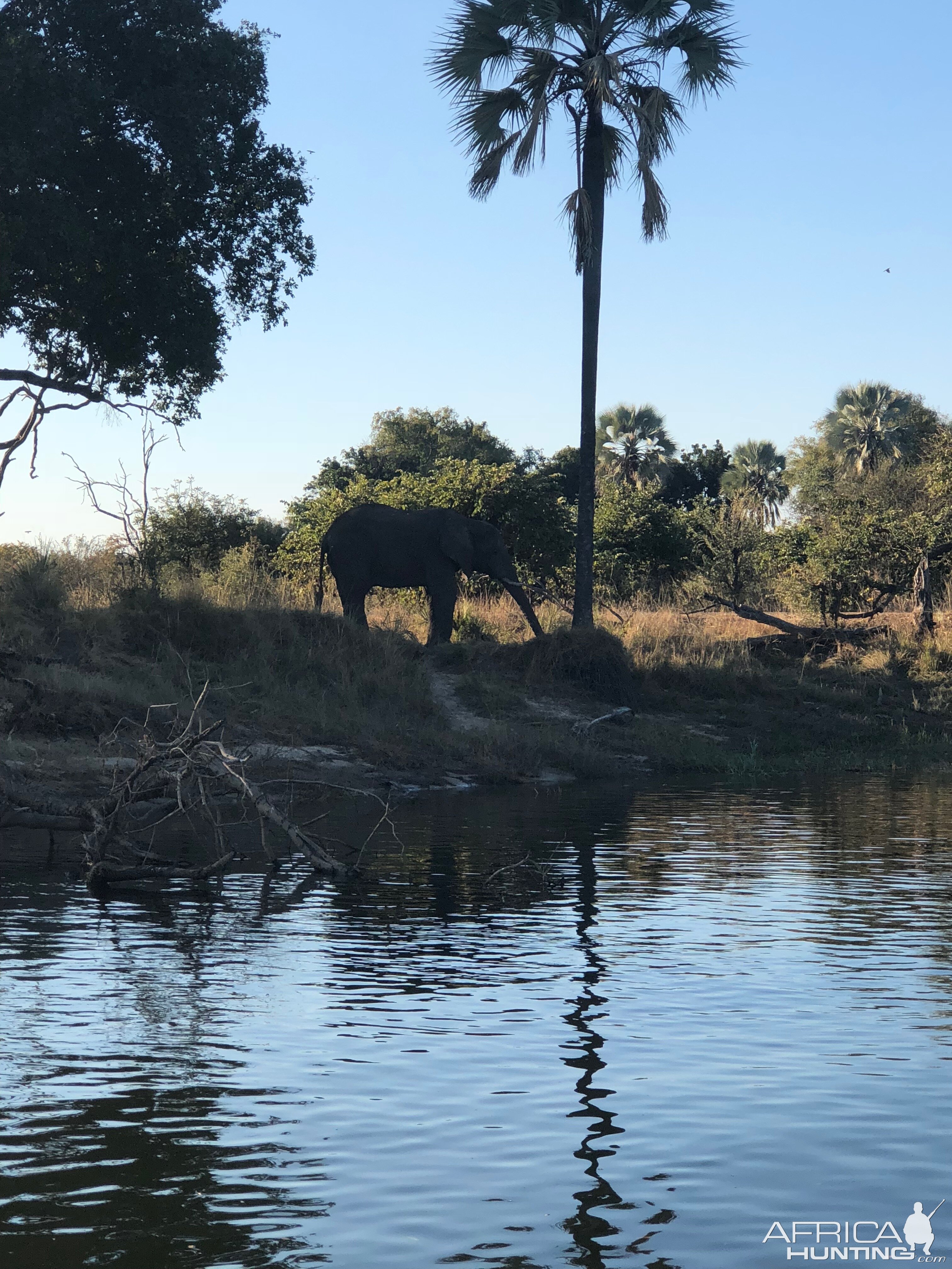 Lady Livingstone river cruise viewing Elephants