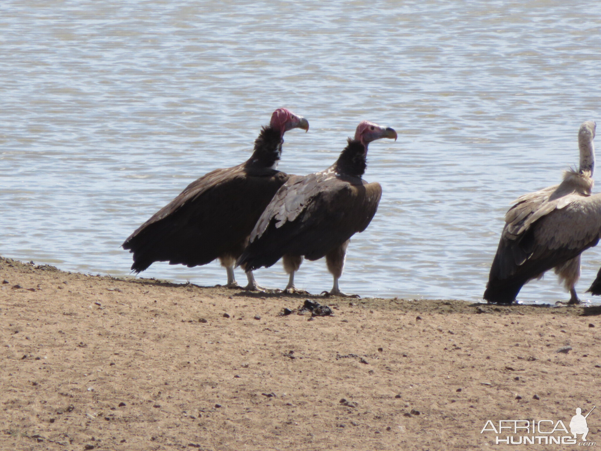 Lappet-faced Vulture pair