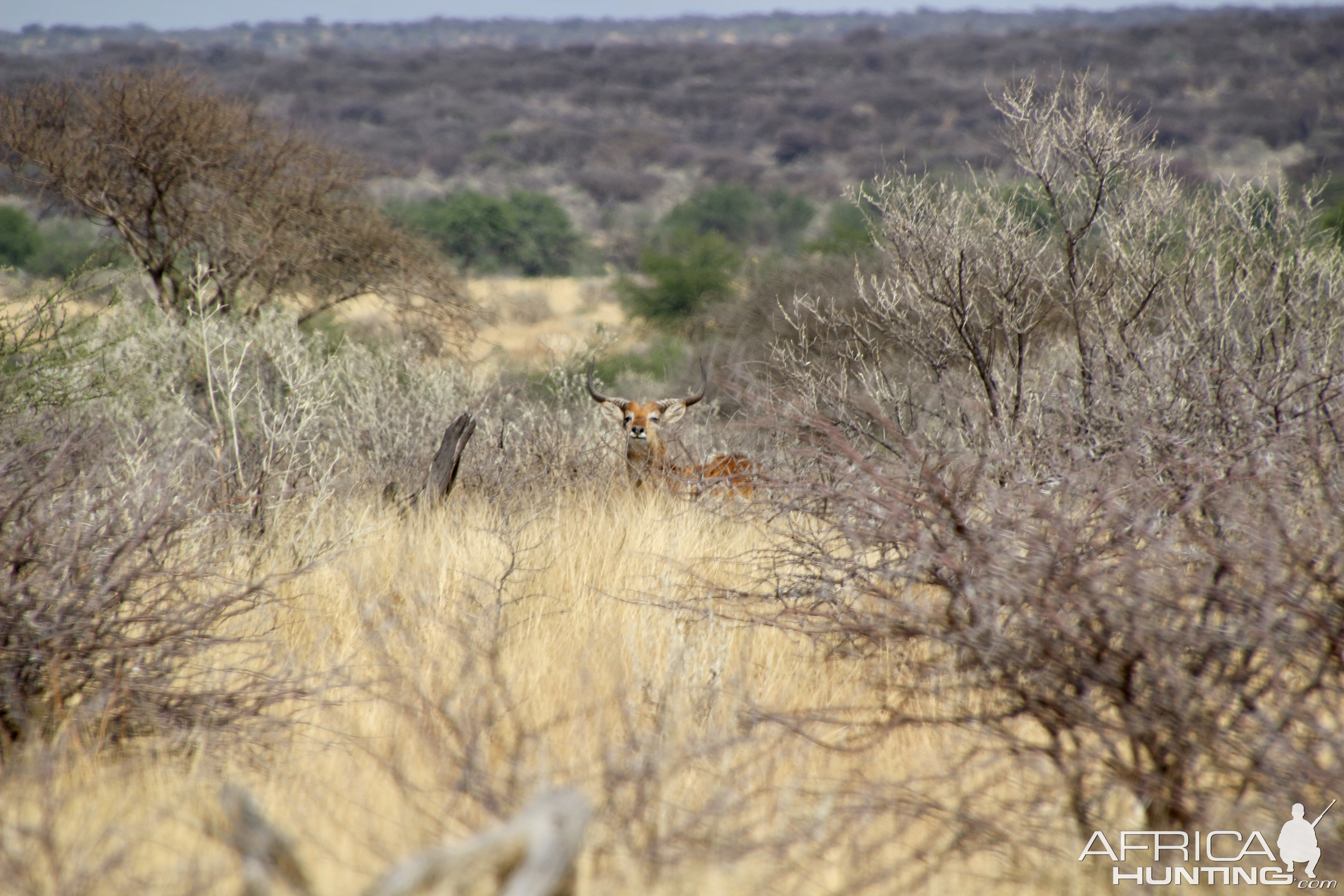 Lechwe at Zana Botes Safari