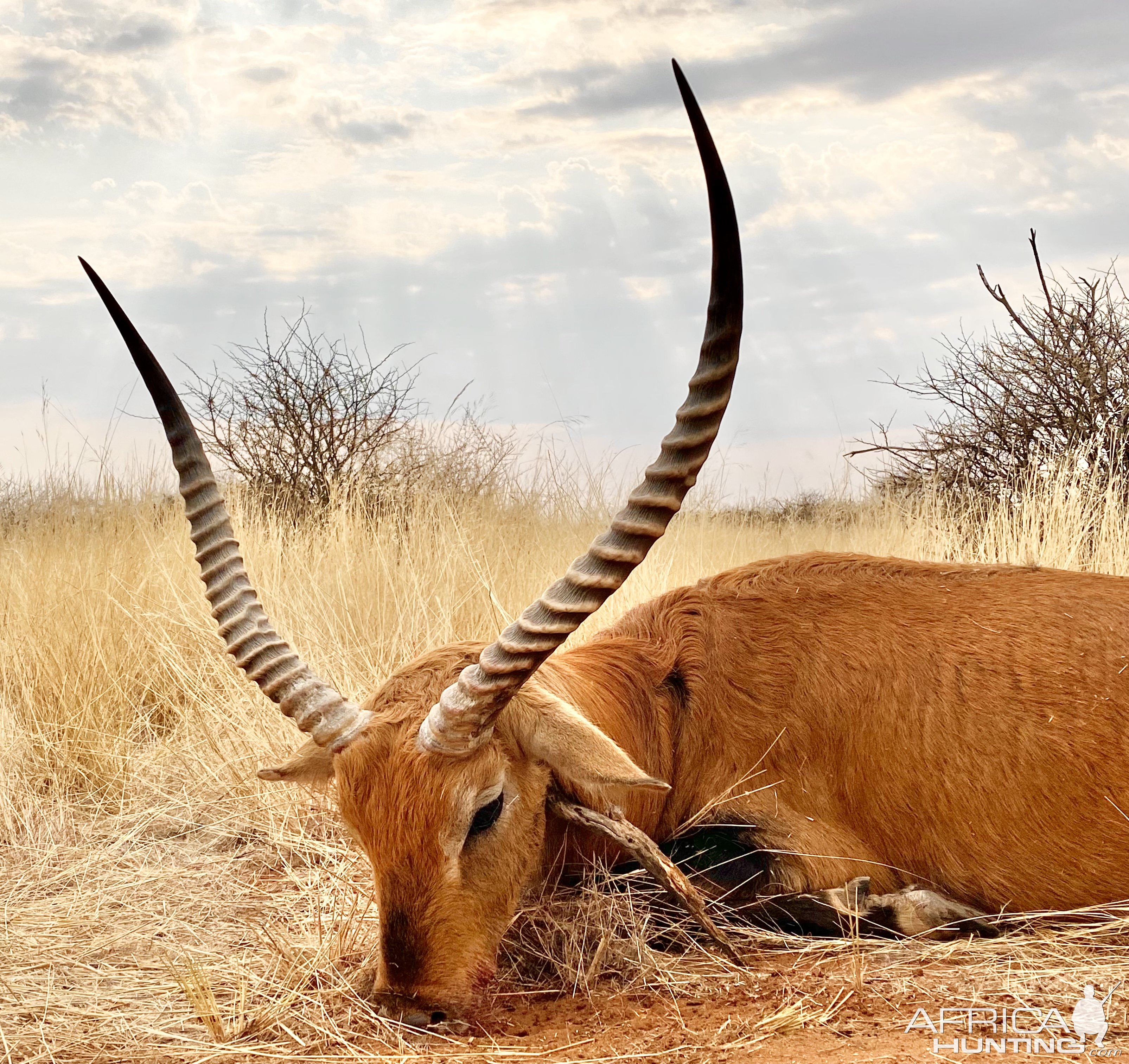 Lechwe Hunt Namibia