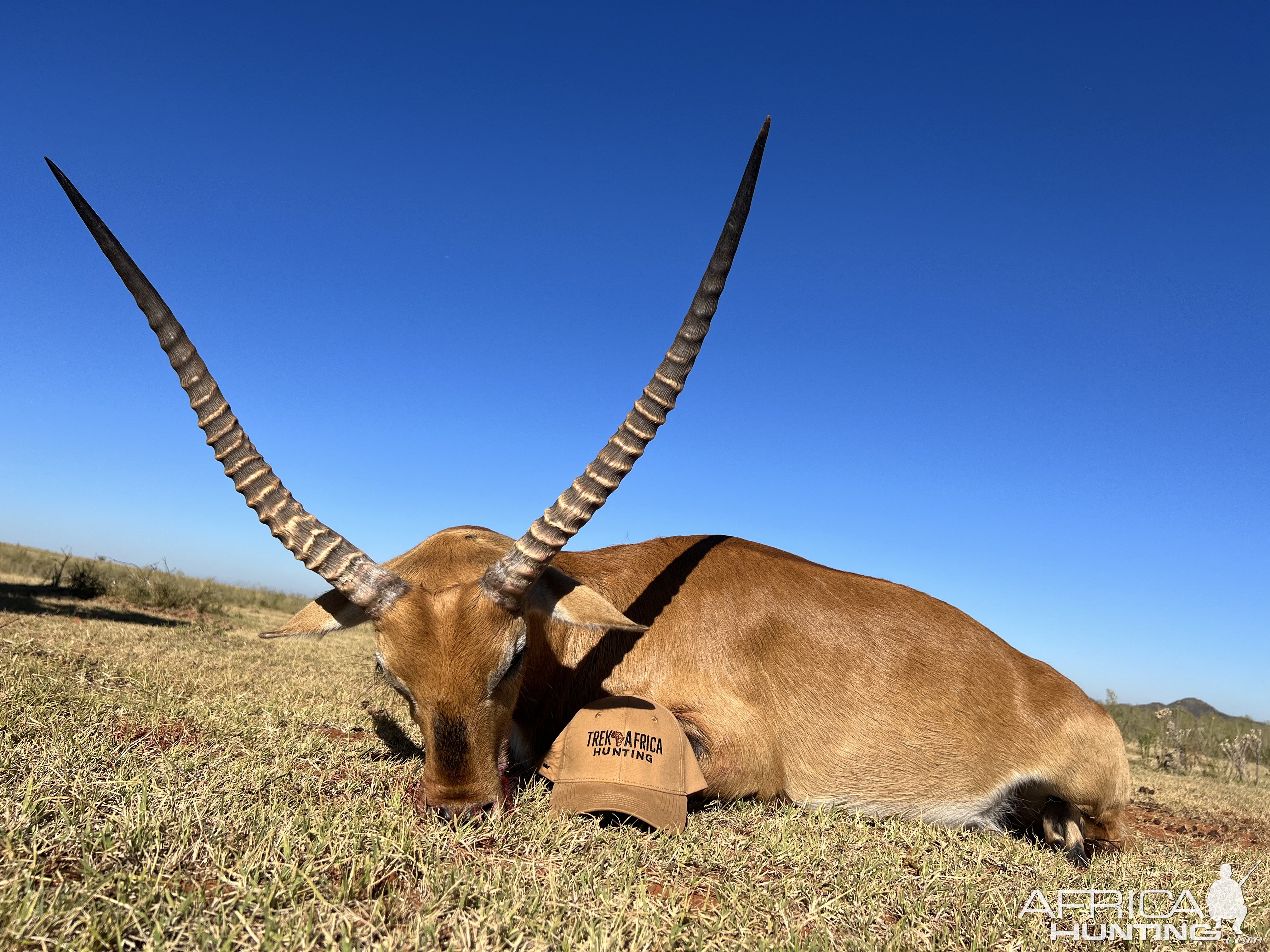 Lechwe Hunt South Africa