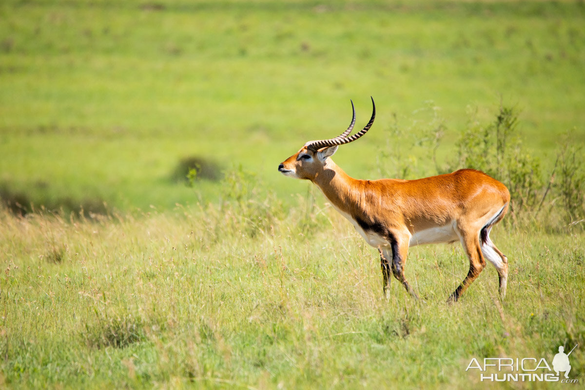 Lechwe