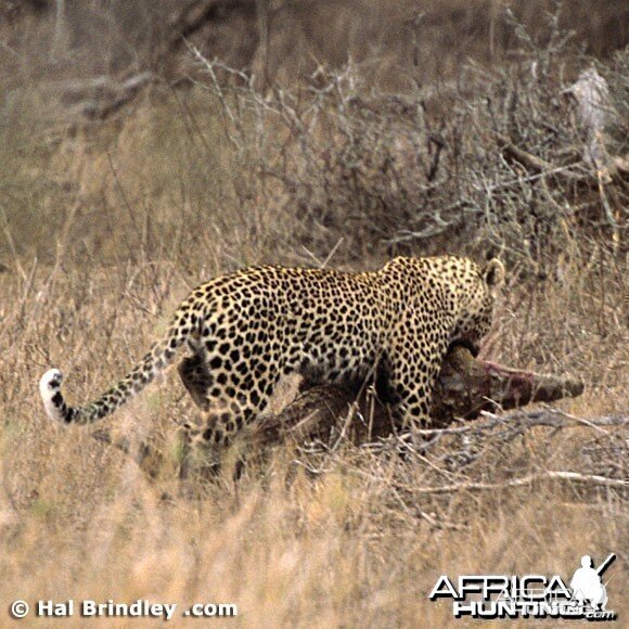 Leopard Attacking Crocodile