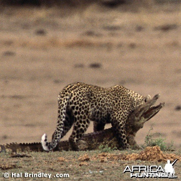 Leopard Attacking Crocodile