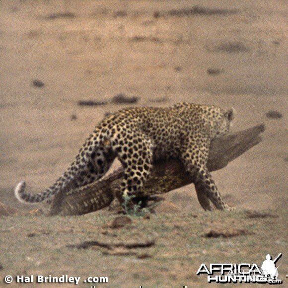 Leopard Attacking Crocodile