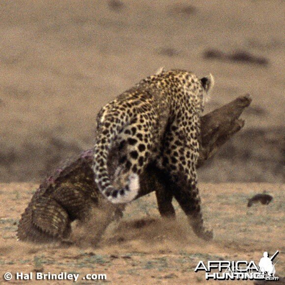 Leopard Attacking Crocodile