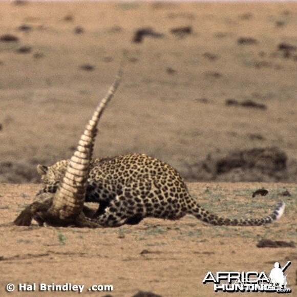 Leopard Attacking Crocodile