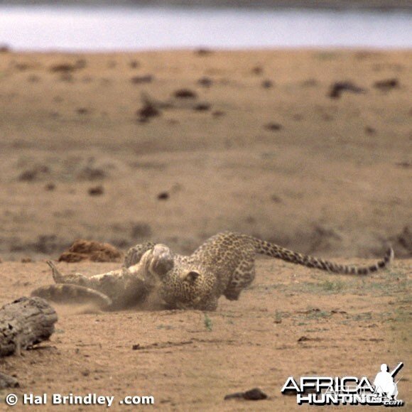 Leopard Attacking Crocodile