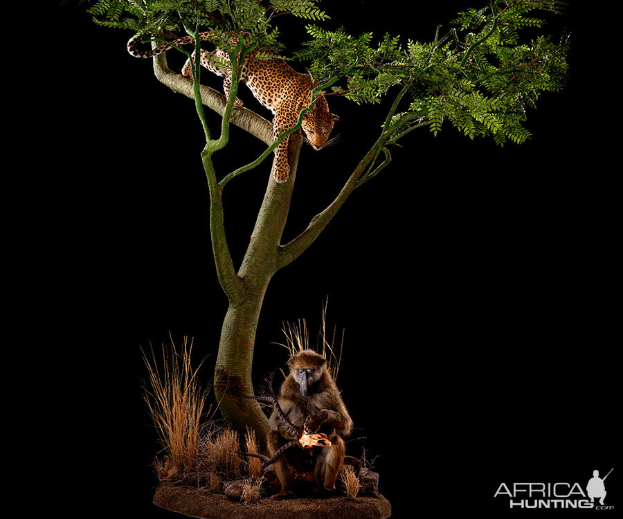 Leopard & Baboon  Full Mount Taxidermy