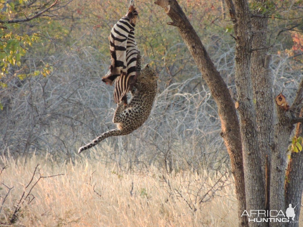 Leopard Bait Namibia