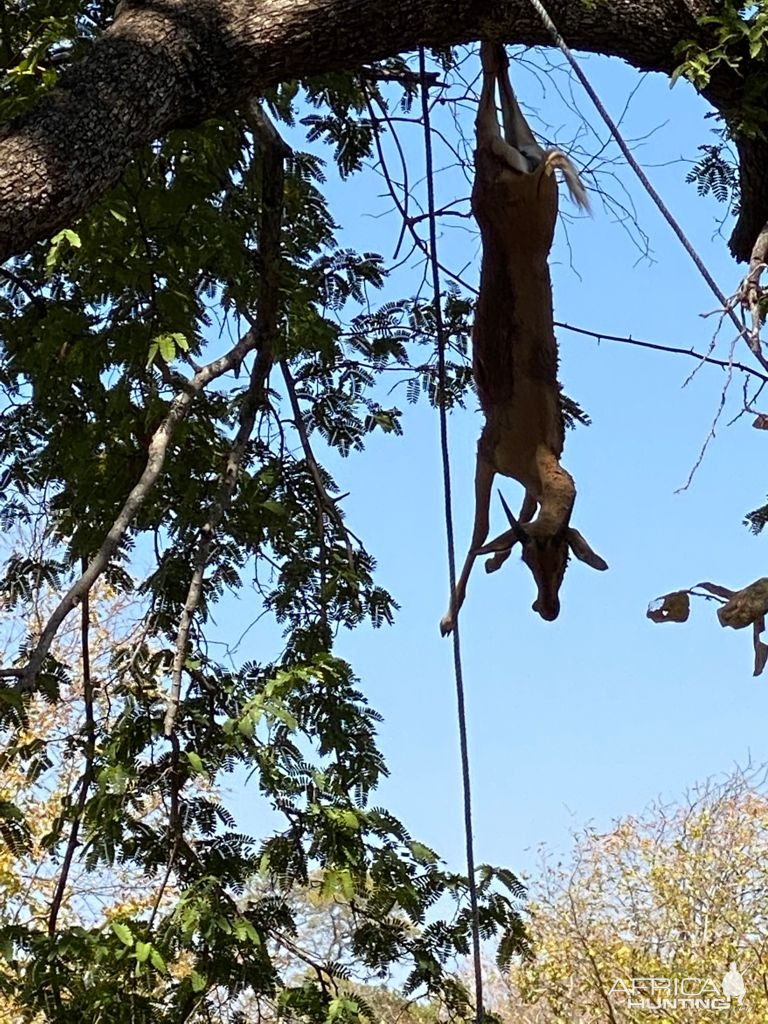 Leopard Bait Zimbabwe