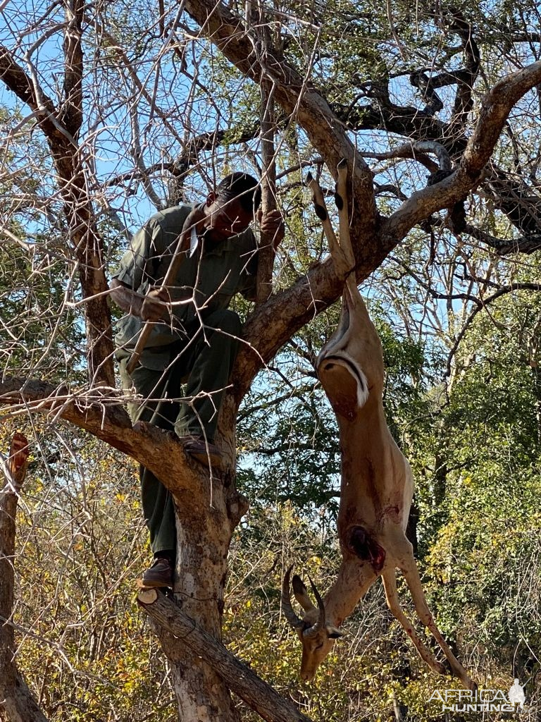 Leopard Bait Zimbabwe