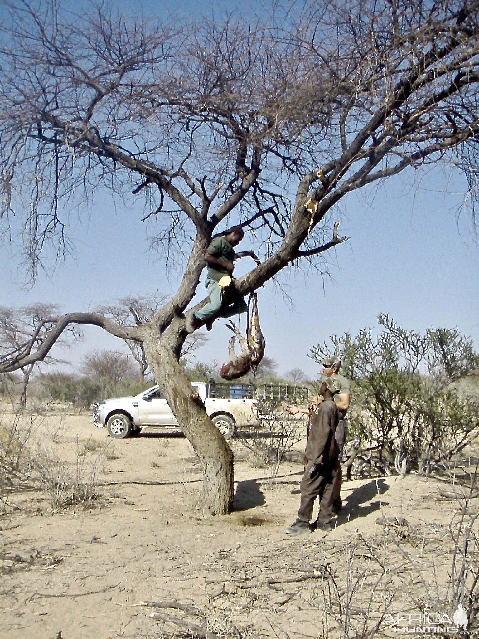 Leopard Baiting Namibia