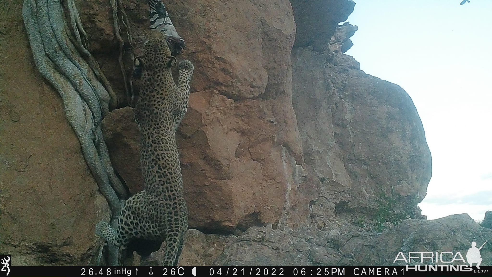 Leopard Baiting Trail Camera Namibia