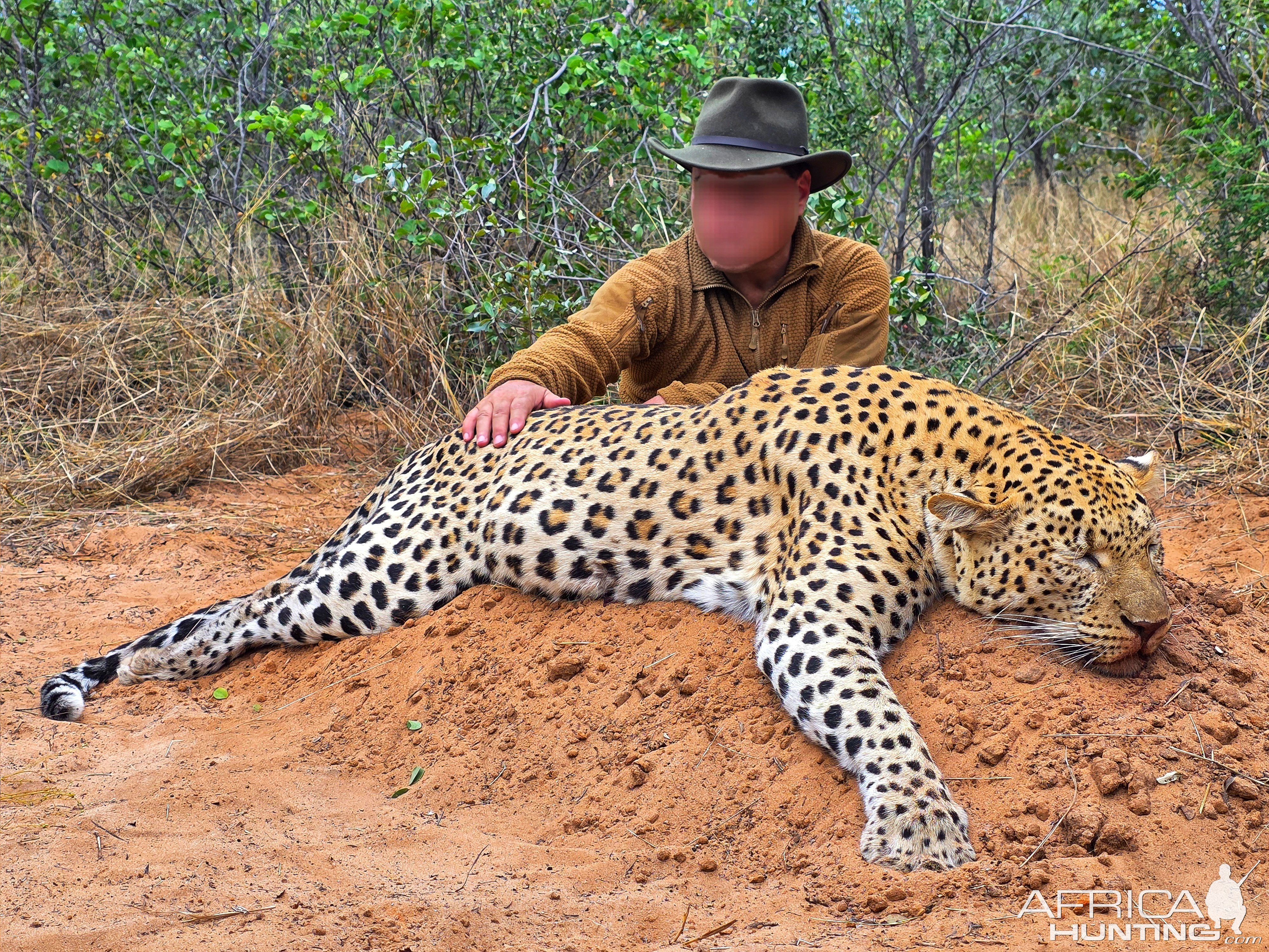 Leopard Botswana with Bayly Sippel Safaris