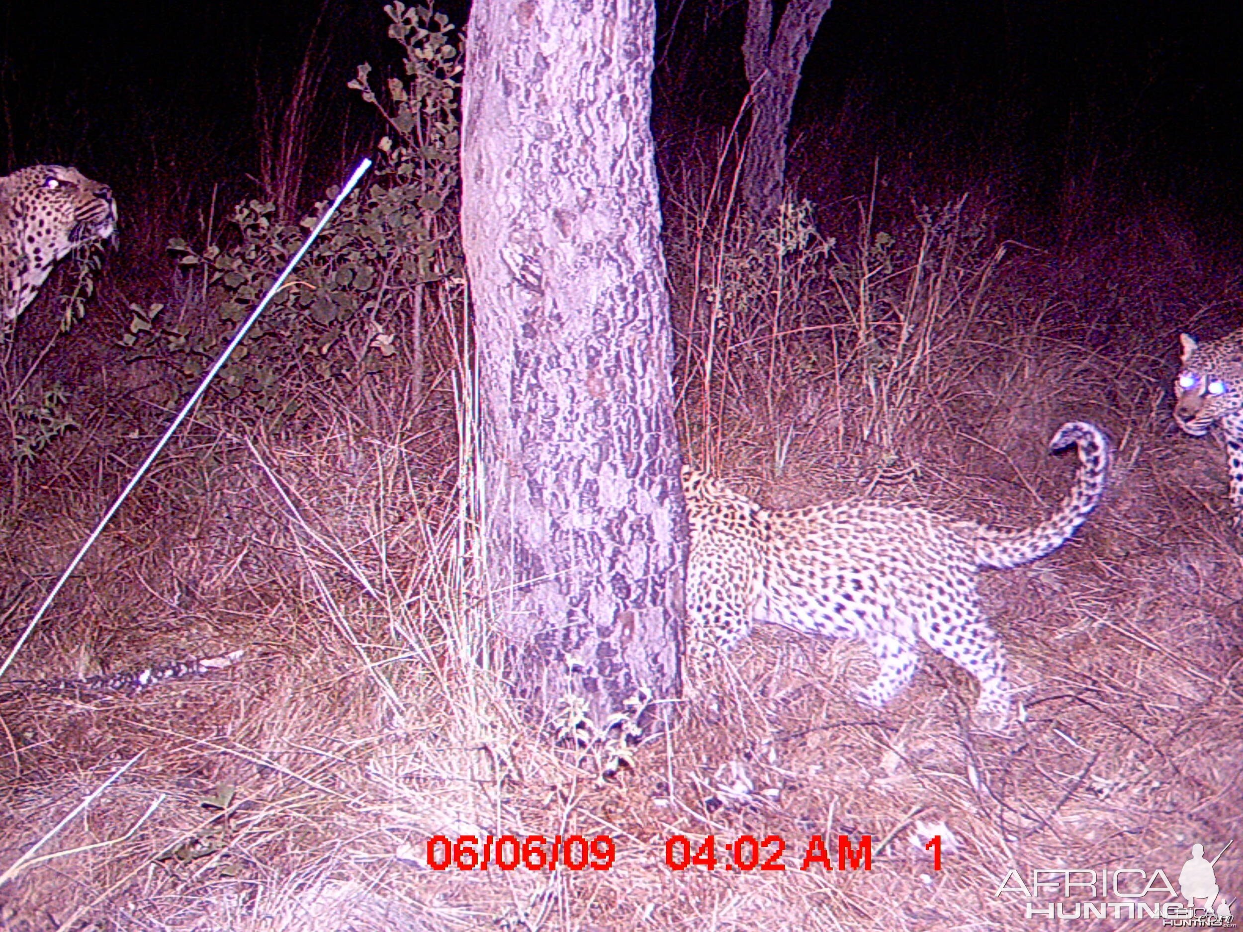 Leopard cub