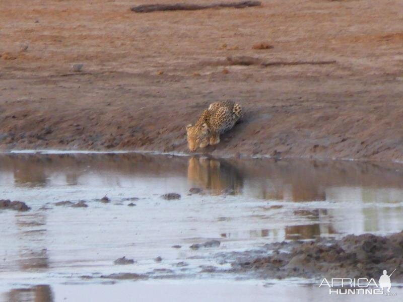 Leopard drinking water during day light Zimbabwe Wildlife