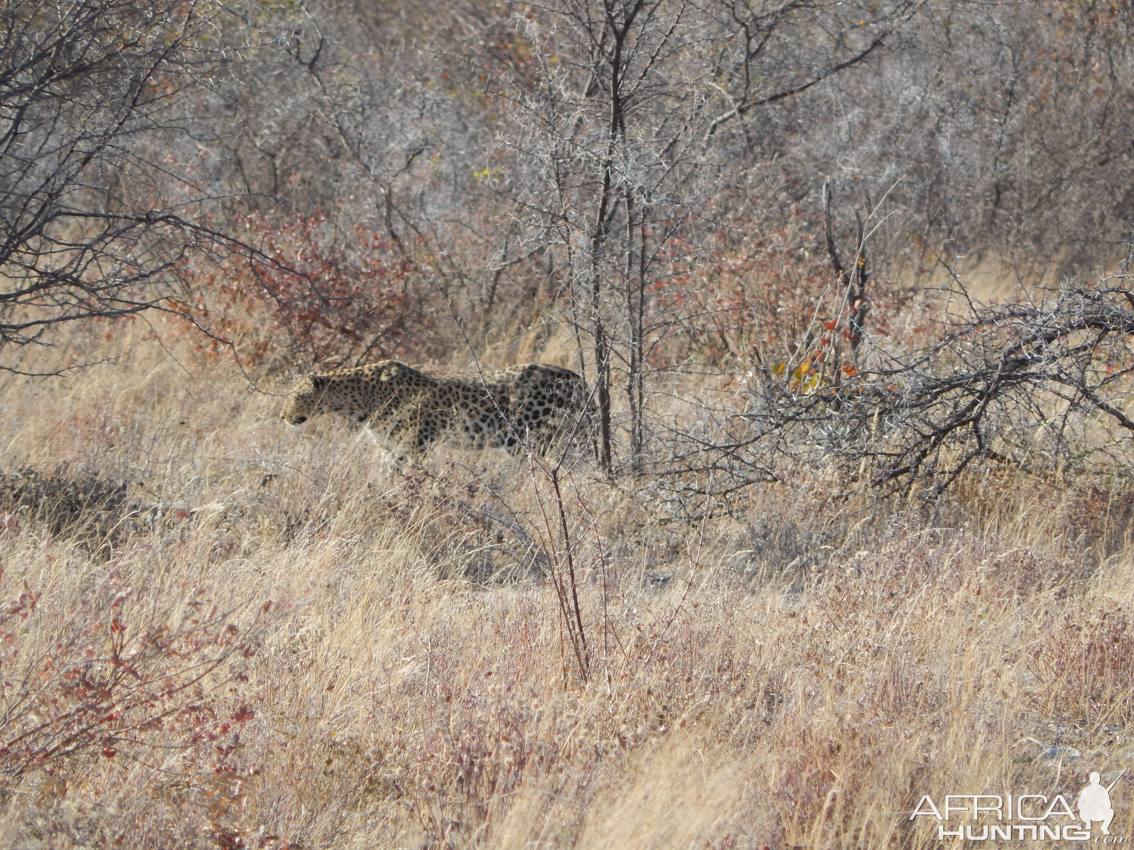Leopard Etosha Namibia