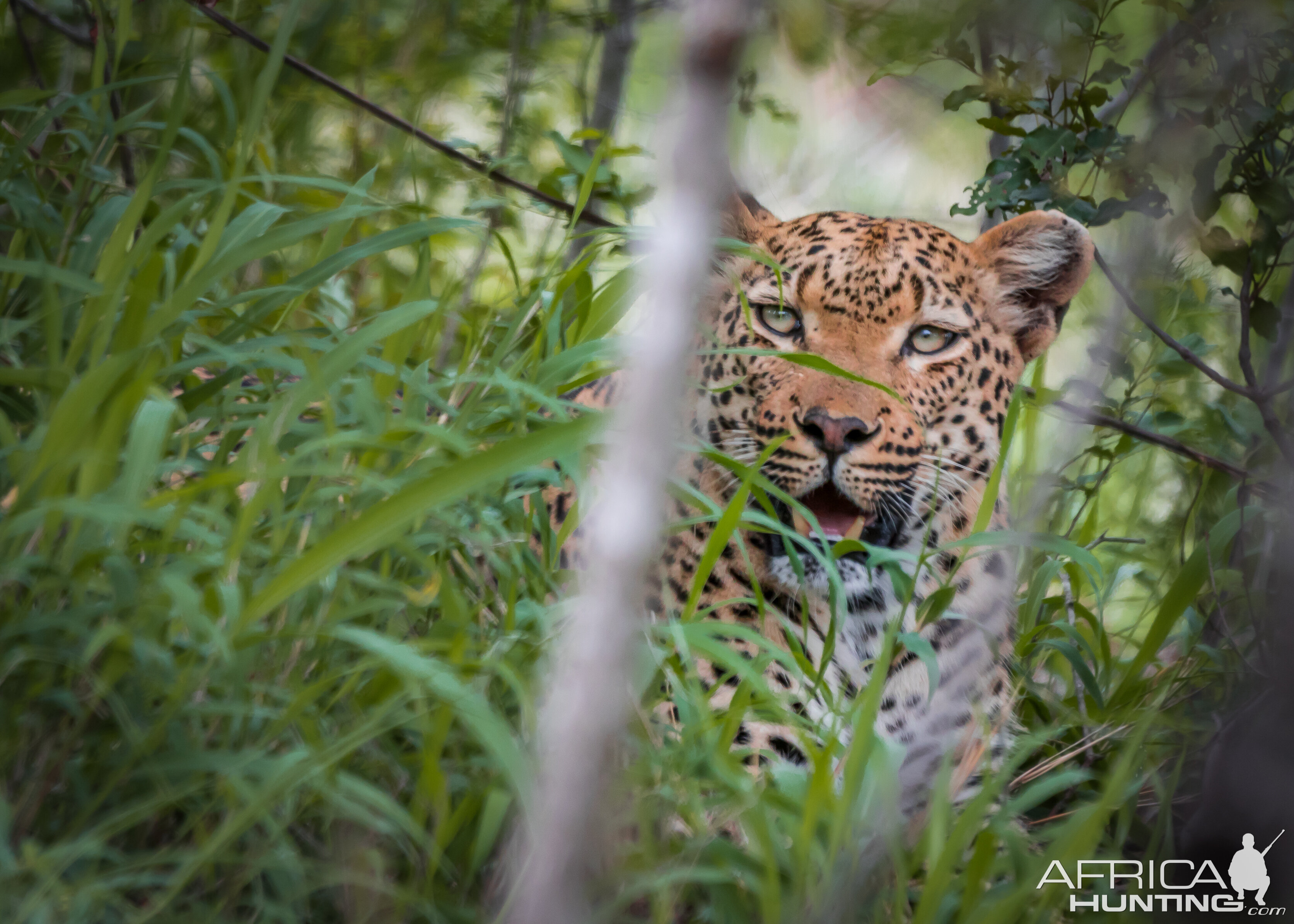 Leopard Female in the thickets