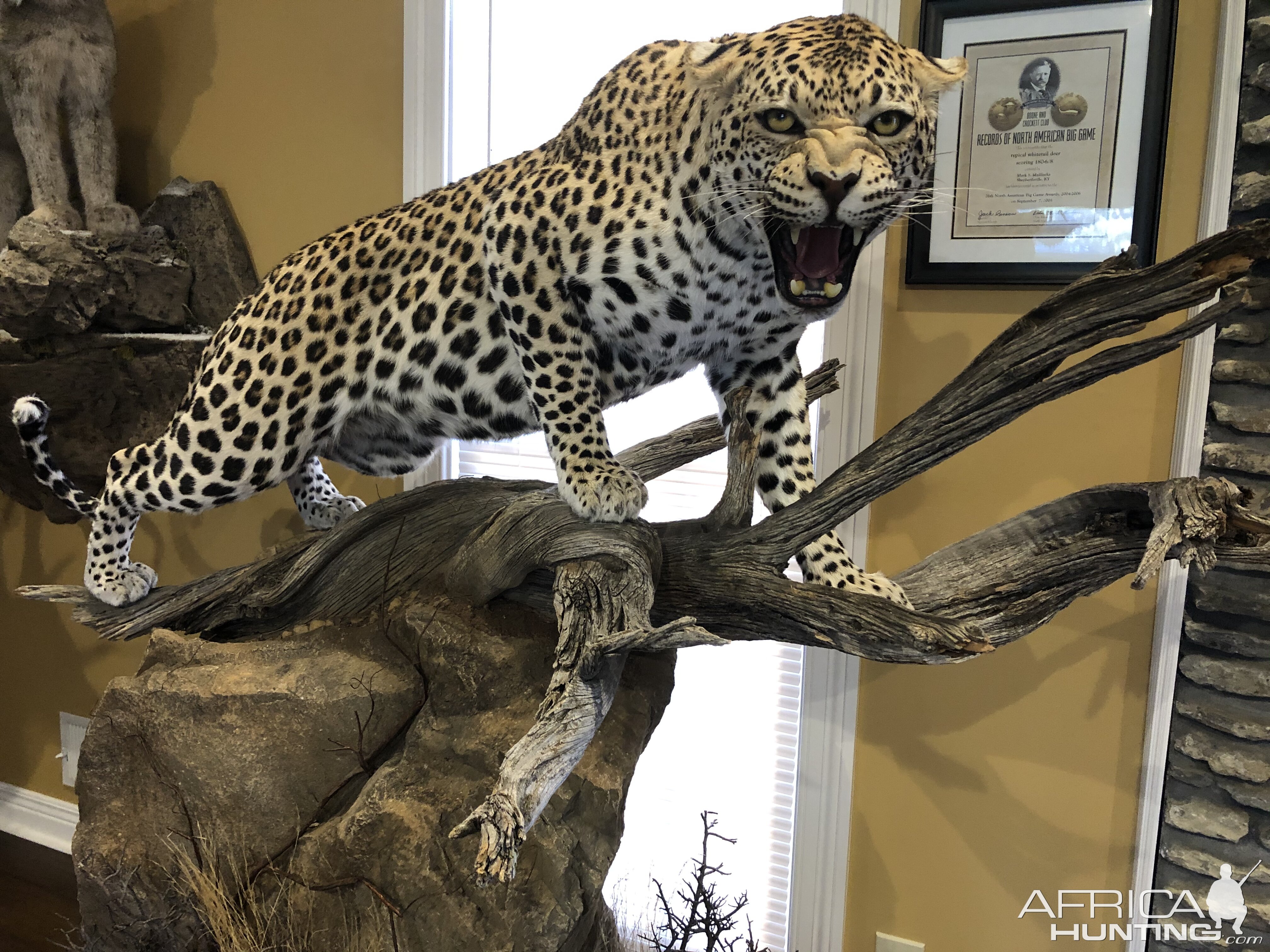 Leopard Full Mount Taxidermy