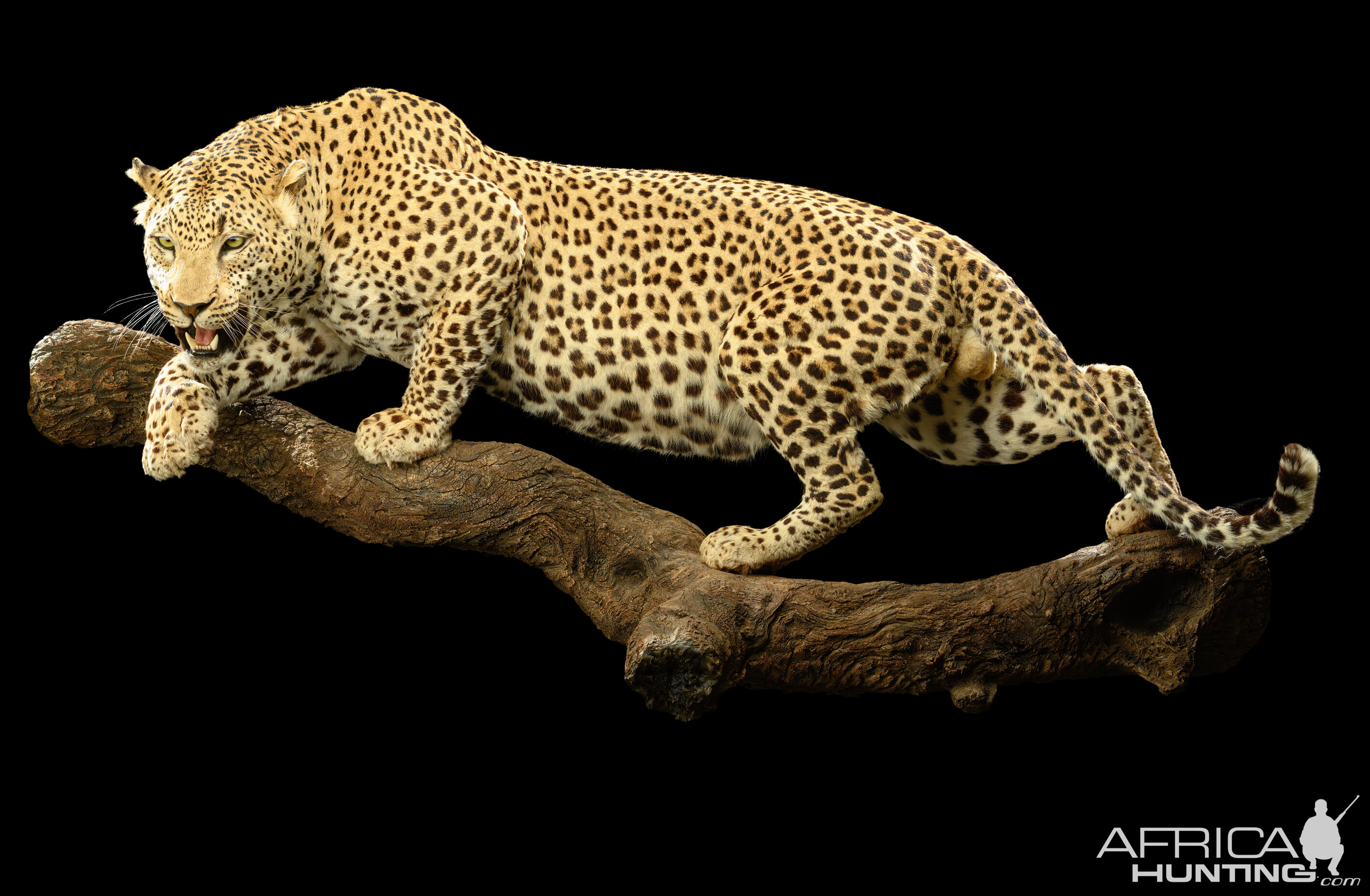 Leopard Full Mount Taxidermy