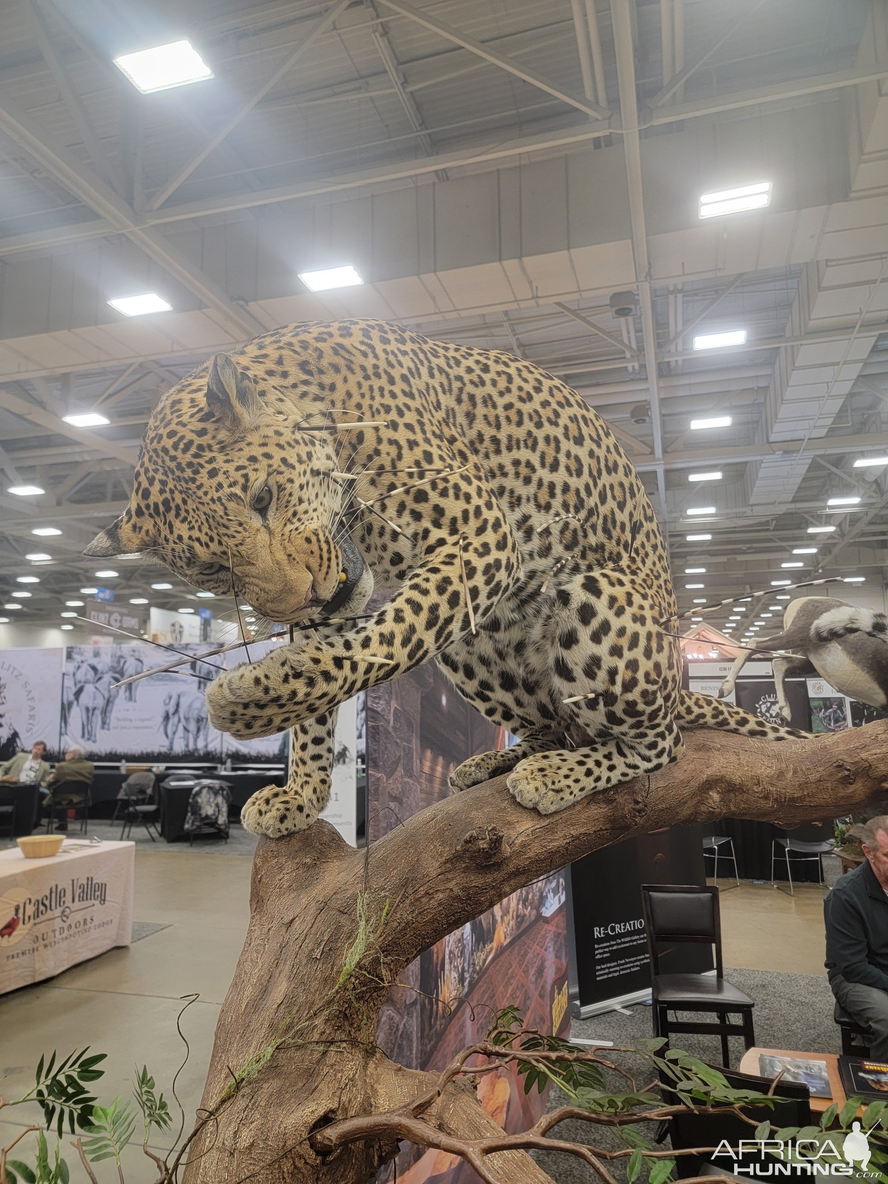 Leopard Full Mount Taxidermy