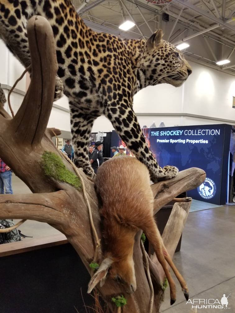 Leopard Full Mount Taxidermy