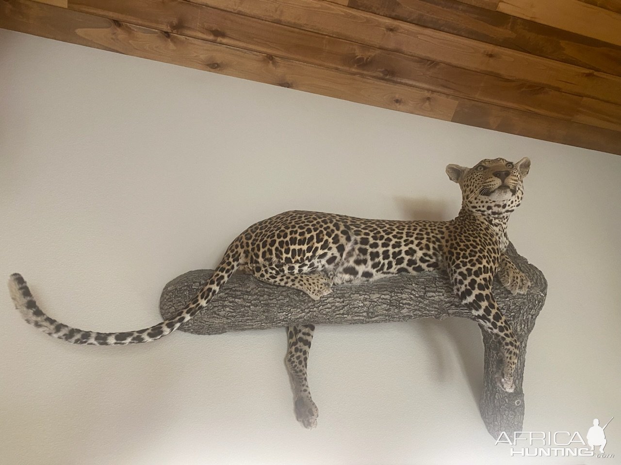 Leopard Full Mount Taxidermy