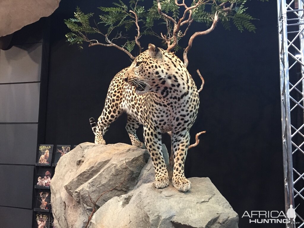 leopard full mount taxidermy