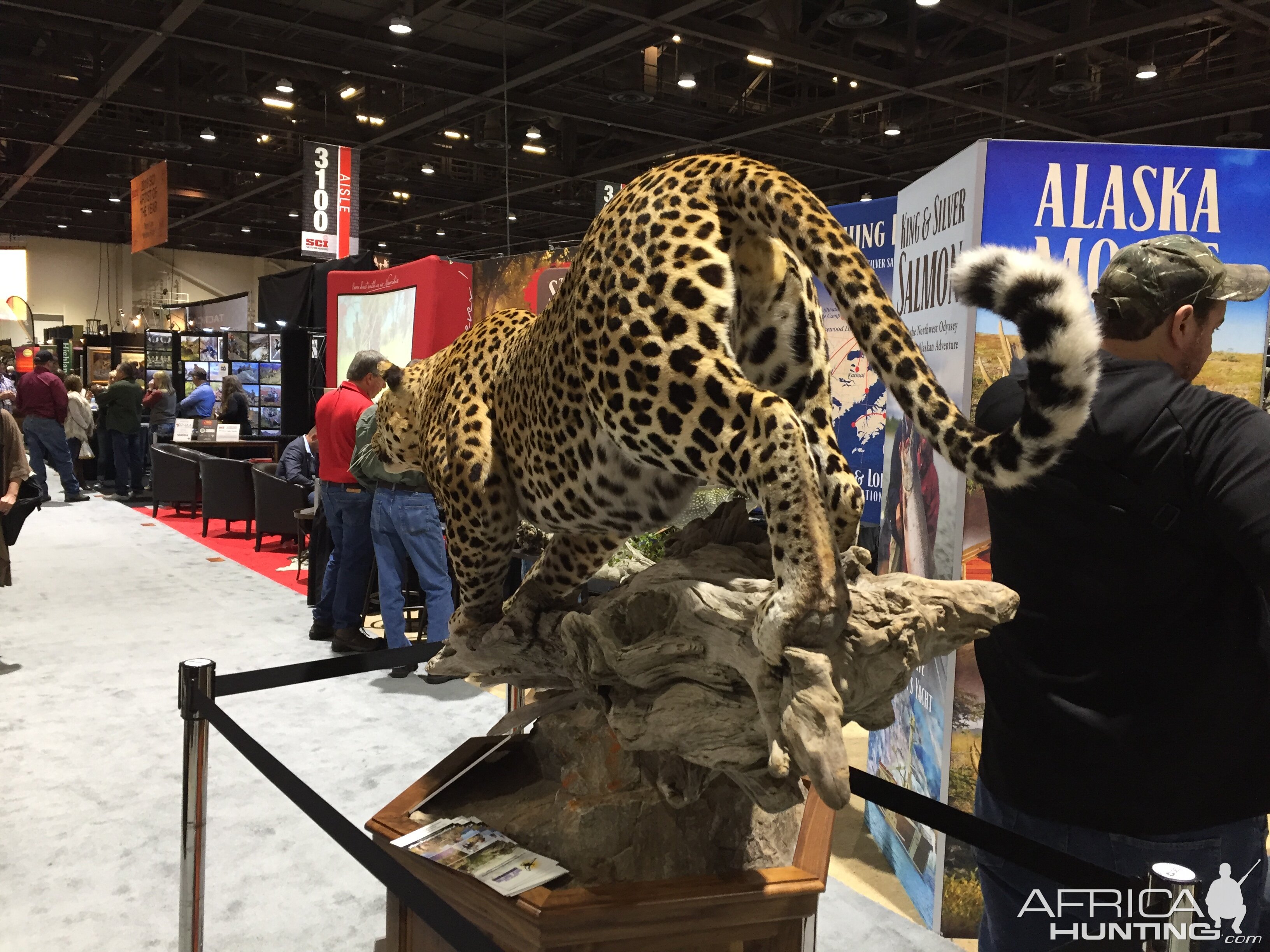 Leopard Full Mount Taxidermy