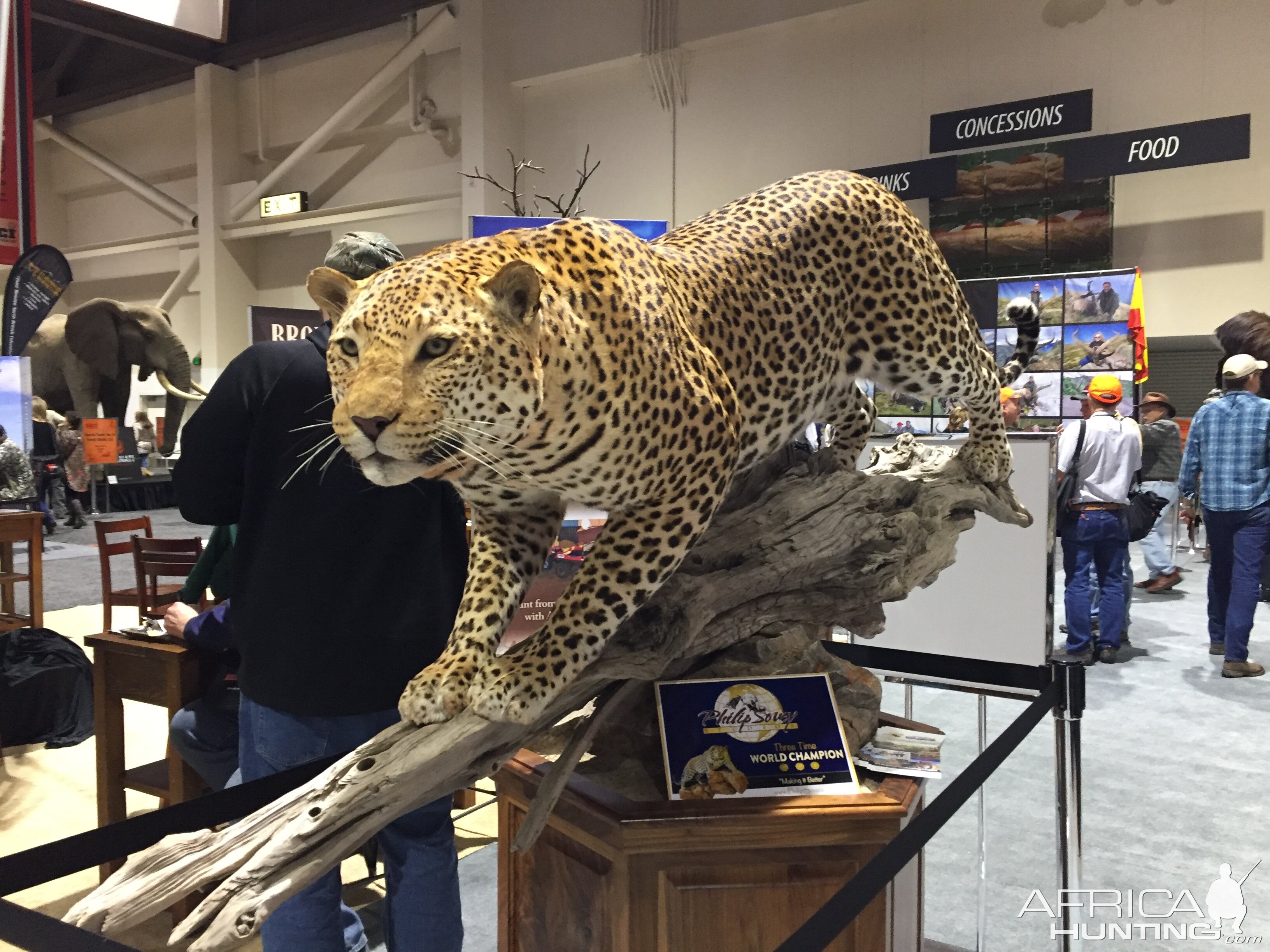 Leopard Full Mount Taxidermy