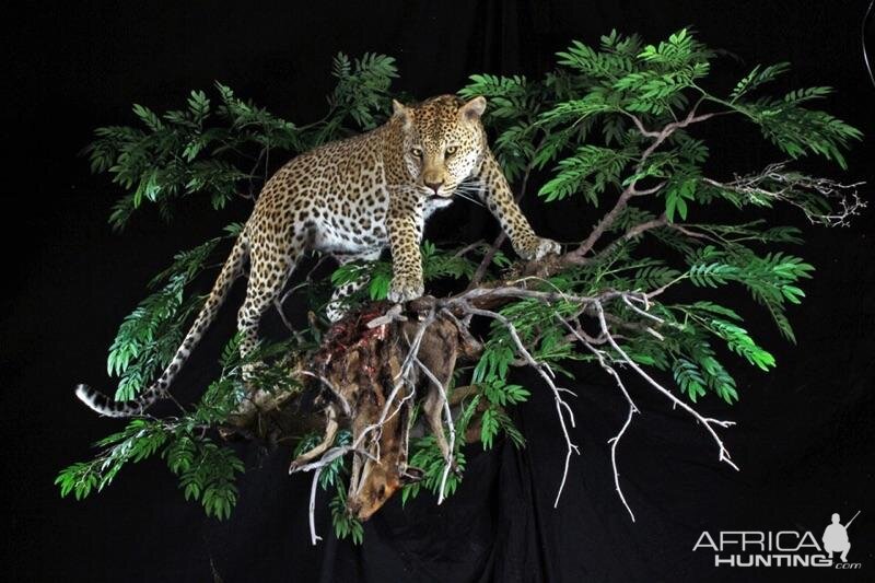 Leopard Full Mount Taxidermy